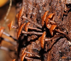 Kuehneromyces brunneoalbescens