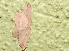 Phalacra