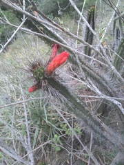 Borzicactus sepium