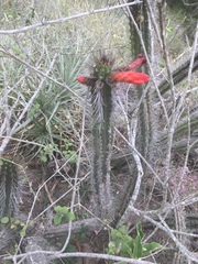 Borzicactus sepium