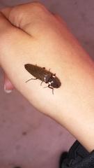 Ignelater havaniensis