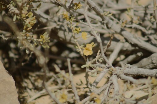 Image of Tetraena dumosa by (c) yelena_antipova, some rights reserved (CC BY)