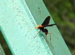 Leptodialepis bipartitus