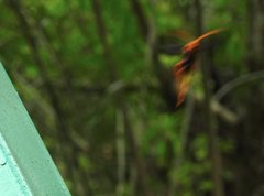 Leptodialepis bipartitus