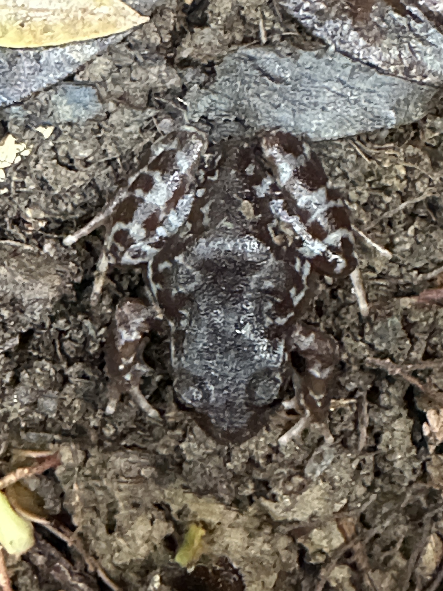 Eupsophus altor Nuñez, Rabanal & Formas, 2012