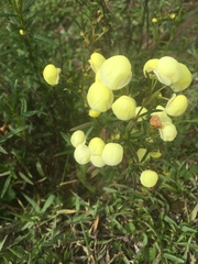 Calceolaria hyssopifolia