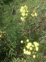 Calceolaria hyssopifolia