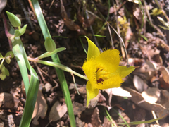 Calochortus monophyllus