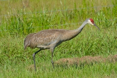 Antigone canadensis pratensis