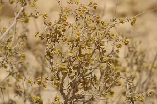 Image of Tetraena dumosa by (c) yelena_antipova, some rights reserved (CC BY)
