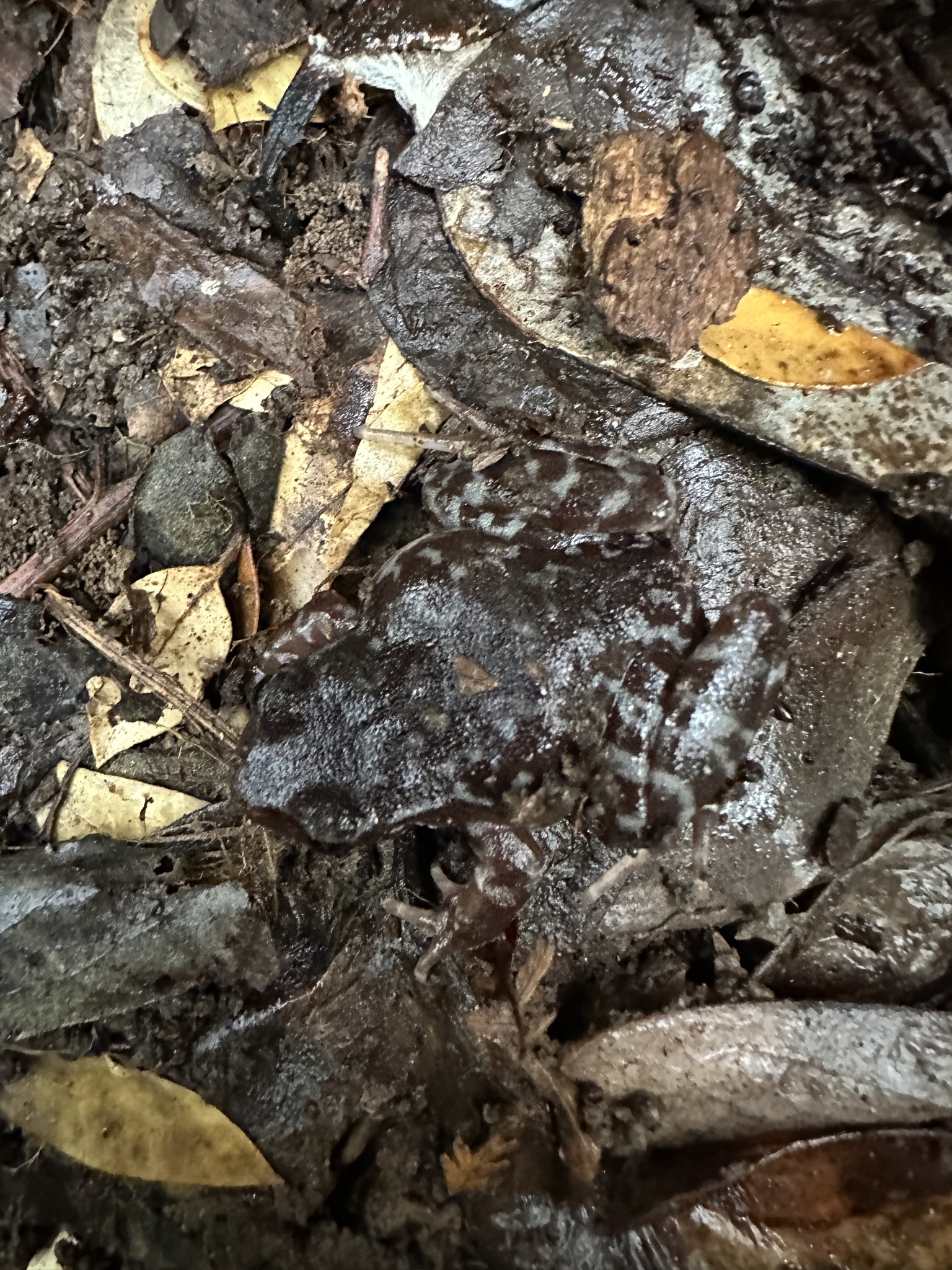 Eupsophus altor Nuñez, Rabanal & Formas, 2012