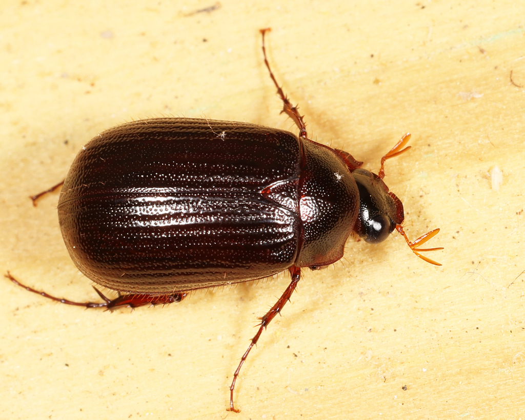 Serica atracapilla