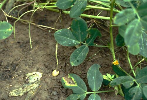 Arachis hypogaea
