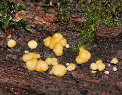 Trichoderma paraviridescens