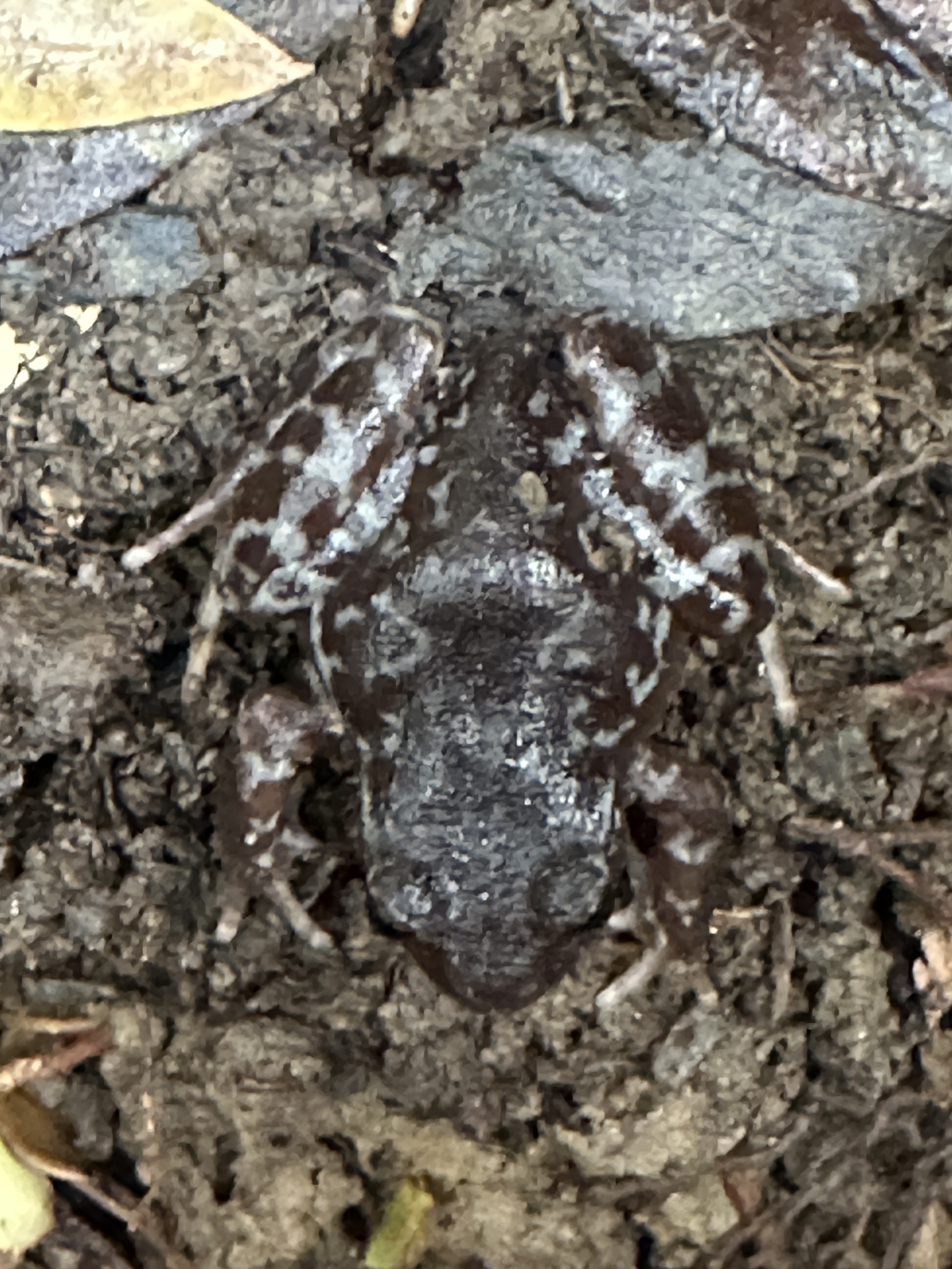 Eupsophus altor Nuñez, Rabanal & Formas, 2012