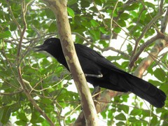 Quiscalus major