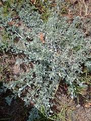 Arctotis stoechadifolia