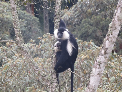 Angola Colobus