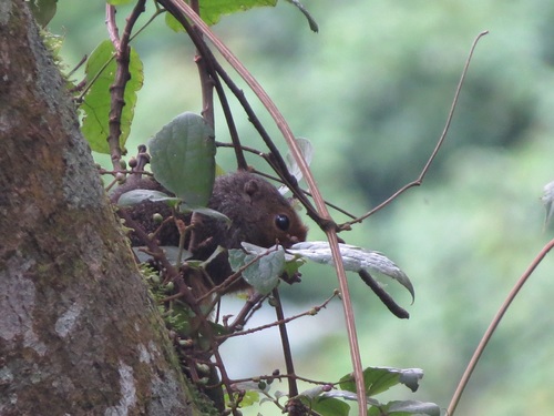 Ruwenzori Sun Squirrel