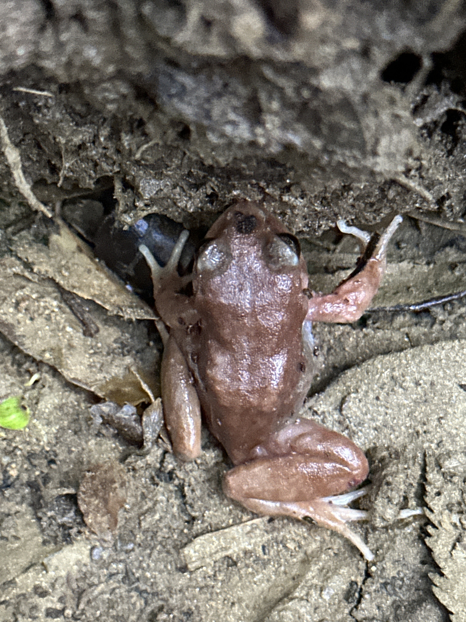 Eupsophus altor Nuñez, Rabanal & Formas, 2012