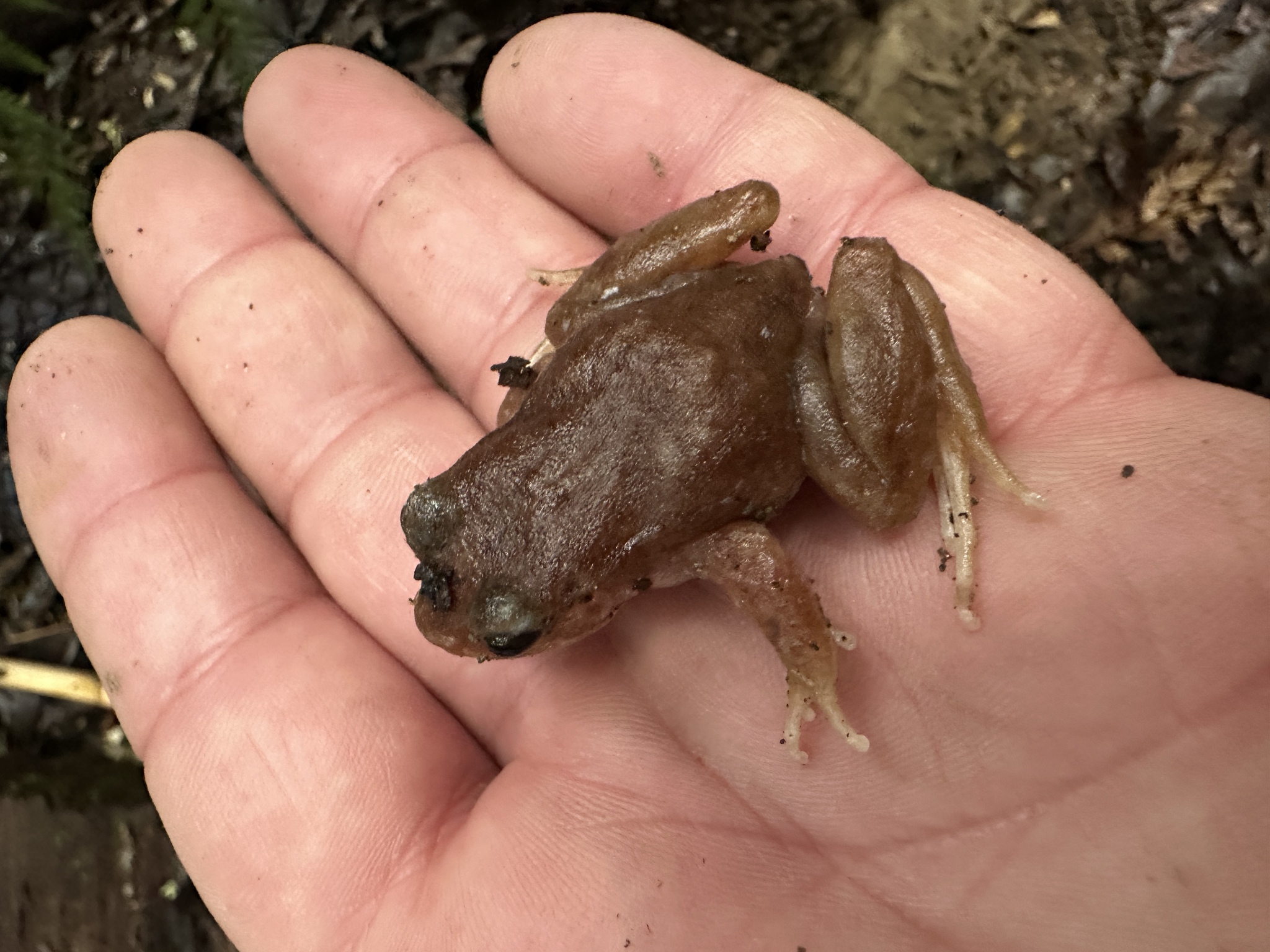 Eupsophus altor Nuñez, Rabanal & Formas, 2012