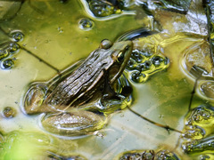Lithobates kauffeldi