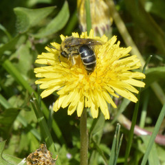 Colletes inaequalis