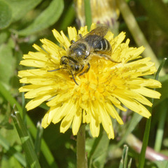 Colletes inaequalis