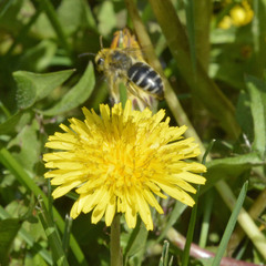 Colletes inaequalis
