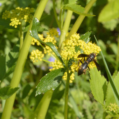 Polistes fuscatus