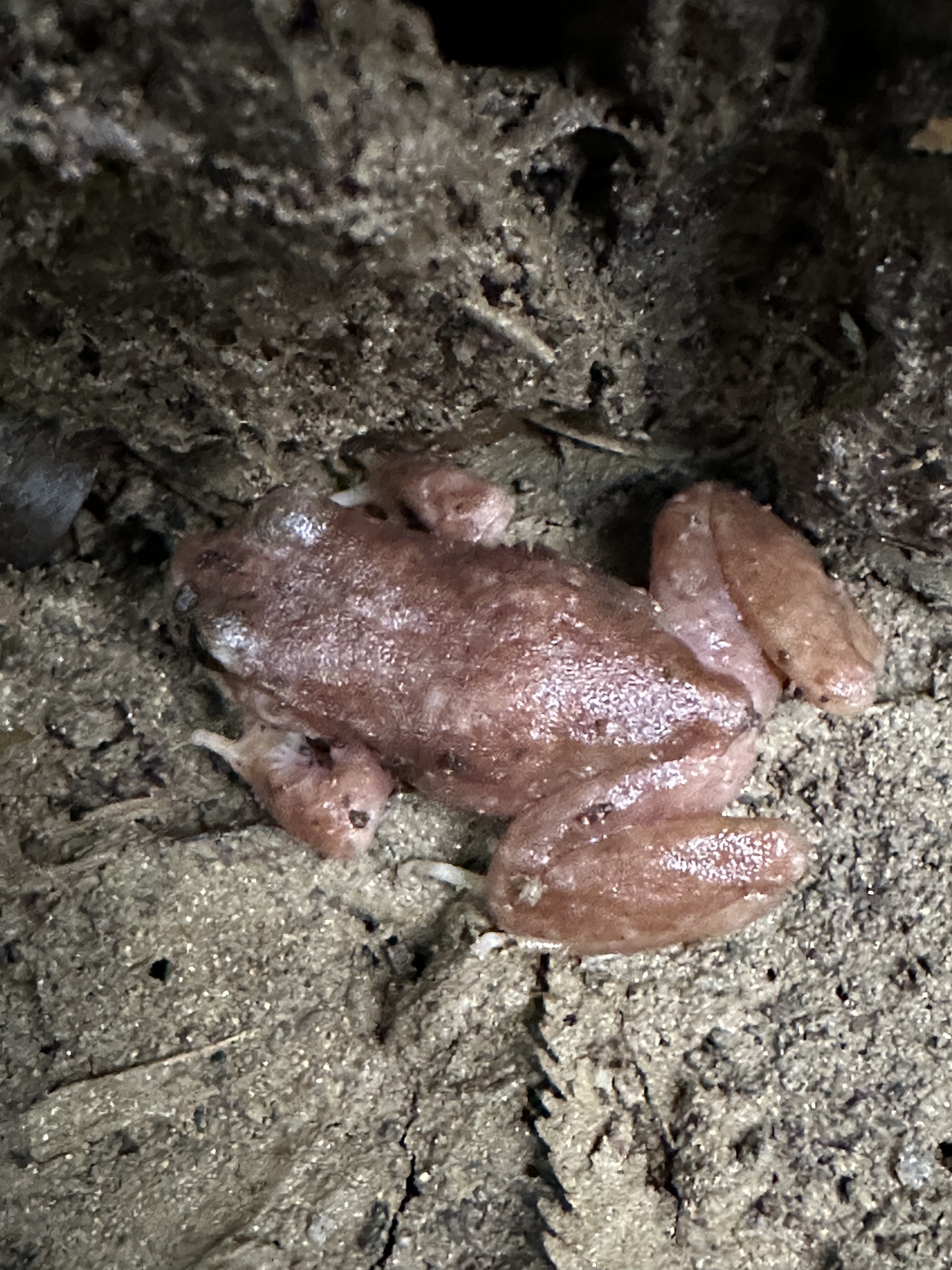 Eupsophus altor Nuñez, Rabanal & Formas, 2012