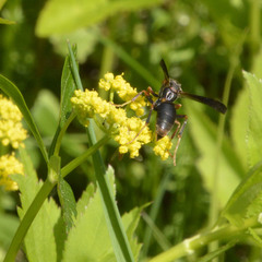 Polistes fuscatus