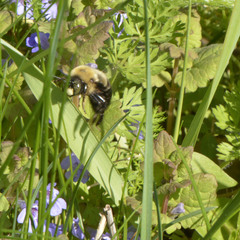 Xylocopa virginica