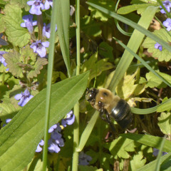 Xylocopa virginica