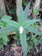 Salvia leucantha