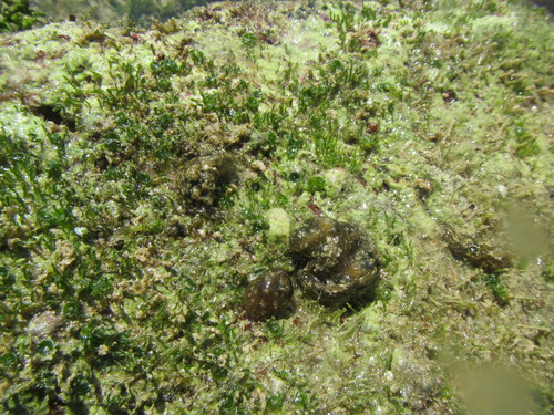 Stylocheilus rickettsi