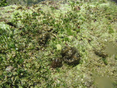 Stylocheilus rickettsi