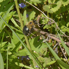 Xylocopa virginica