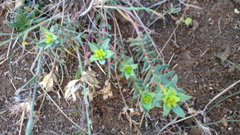 Euphorbia petrophila