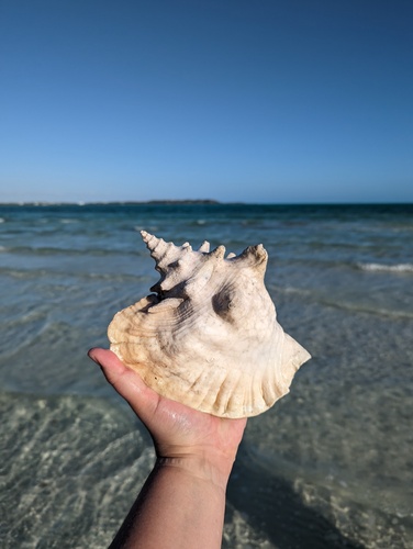 Queen conch
