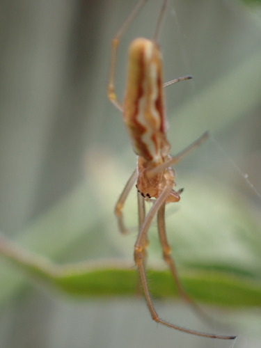 Tetragnatha intermedia