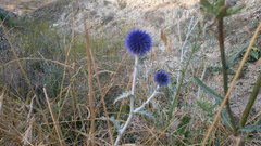 Echinops ritro ruthenicus