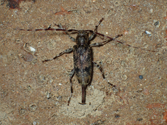 Graphisurus fasciatus