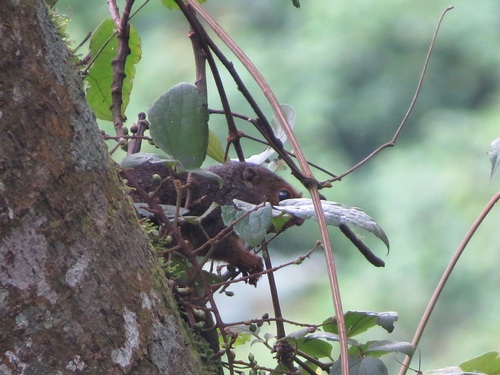Ruwenzori Sun Squirrel