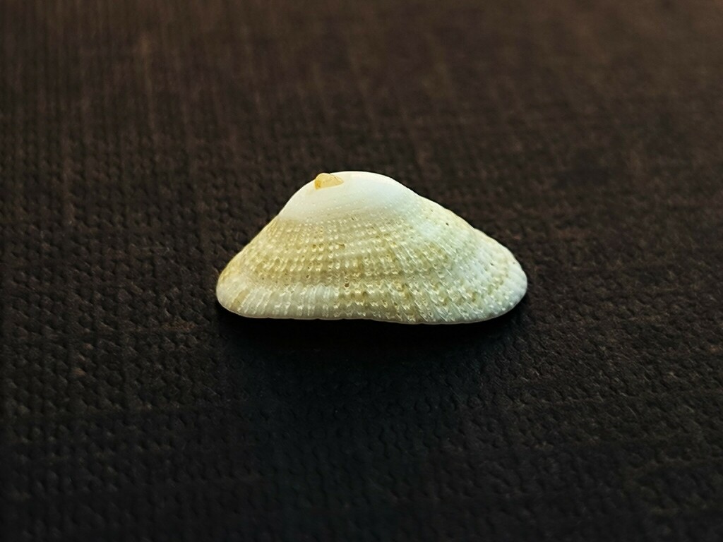 Diodora dorsata