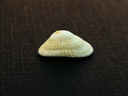 Diodora dorsata