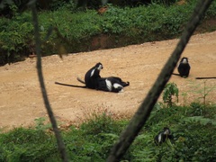 Colobus angolensis