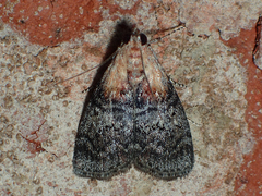 Pococera expandens