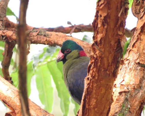 Rwenzori Turaco