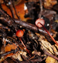 Mycena toyerlaricola